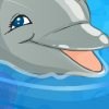 My Dolphin Show