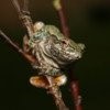 Gray Treefrog Jigsaw Puzzle