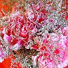 Carnation Topiary Jigsaw Free Game