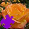 Autumn Rose Jigsaw Free Game