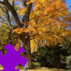 Fall Tree Jigsaw Free Game