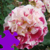 Fourth of July Rose Jigsaw Free Game