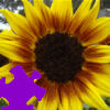 Harvest Sunflower Jigsaw Free Game