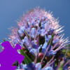 Hyacinth Jigsaw A Free Jigsaw Game