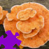 Mushrooms Jigsaw Free Game