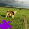 Pasture Jigsaw Free Game